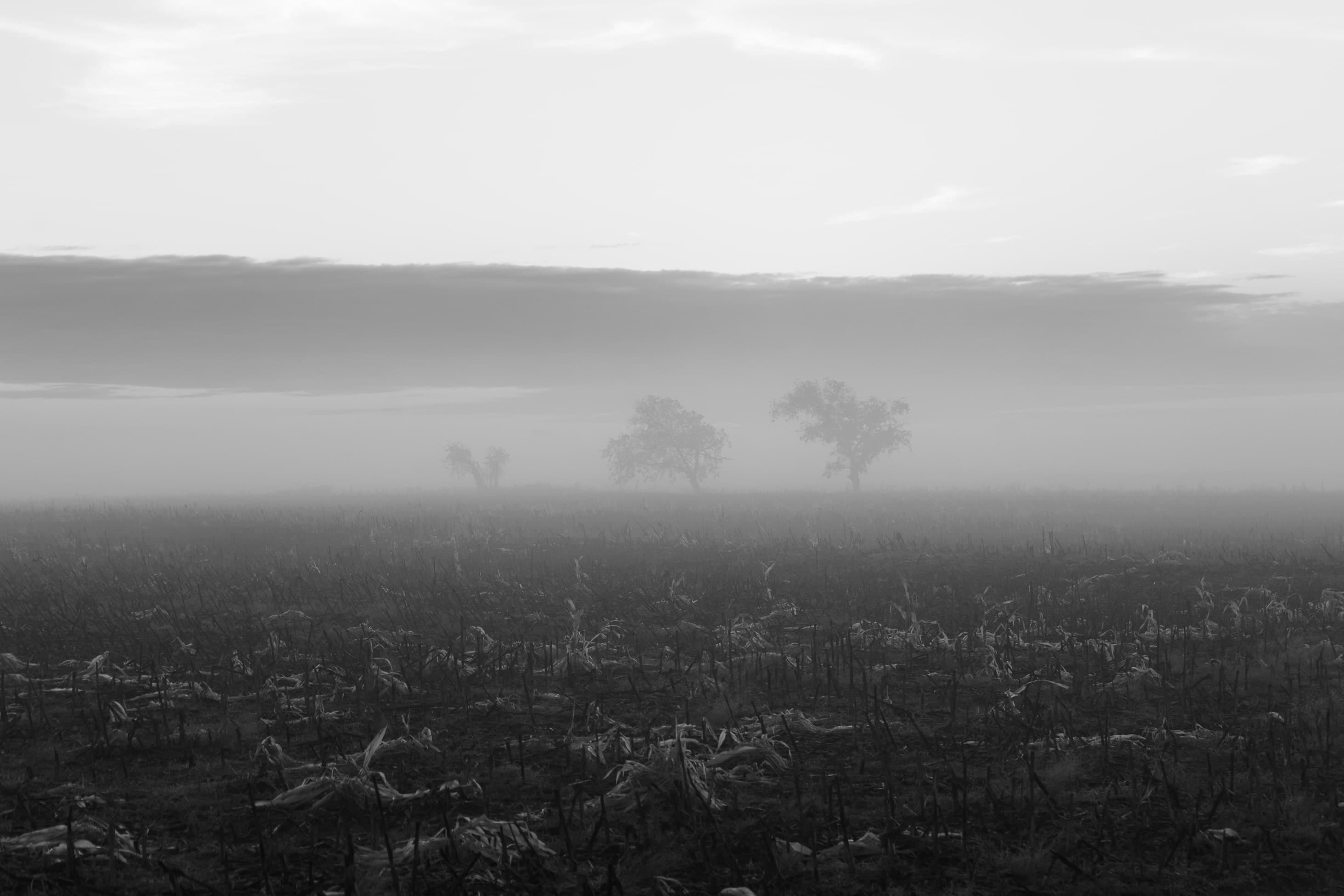 The field.